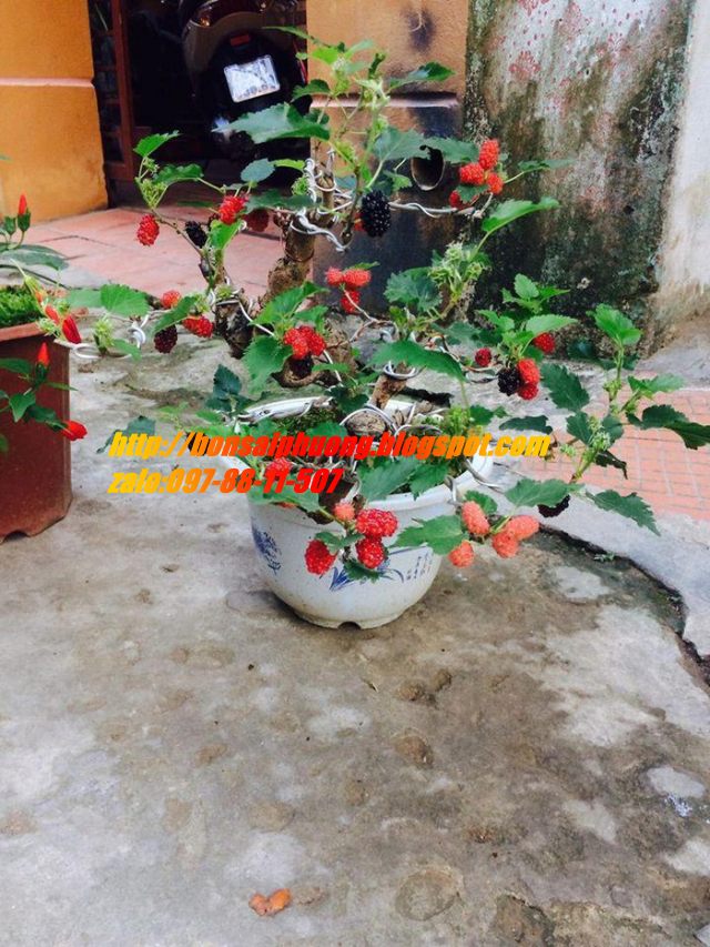 cây dâu tằm bonsai mini