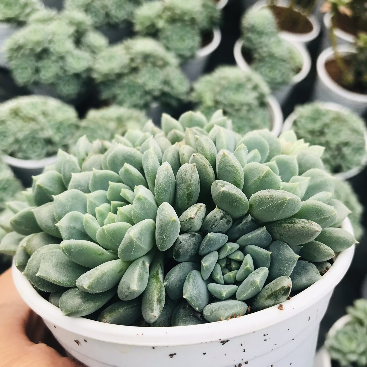 SEN ĐÁ NHÍM XANH SIZE TRUNG BÌNH LỖI 1 ĐỔI 1