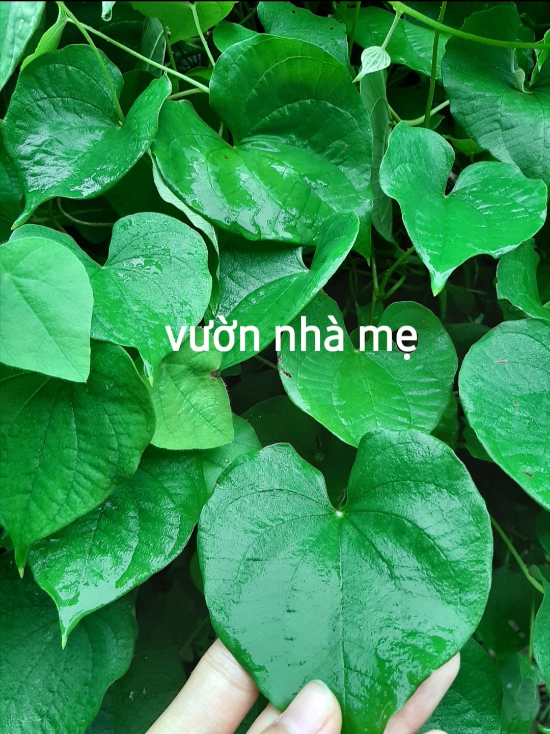 dây khoai từ cùi giống