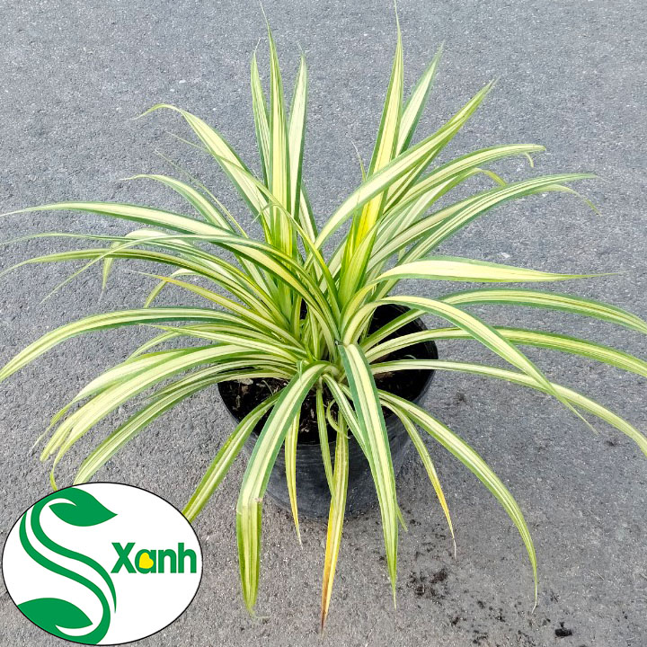 Cây Dứa Vàng, Cây Cảnh Sân Vườn