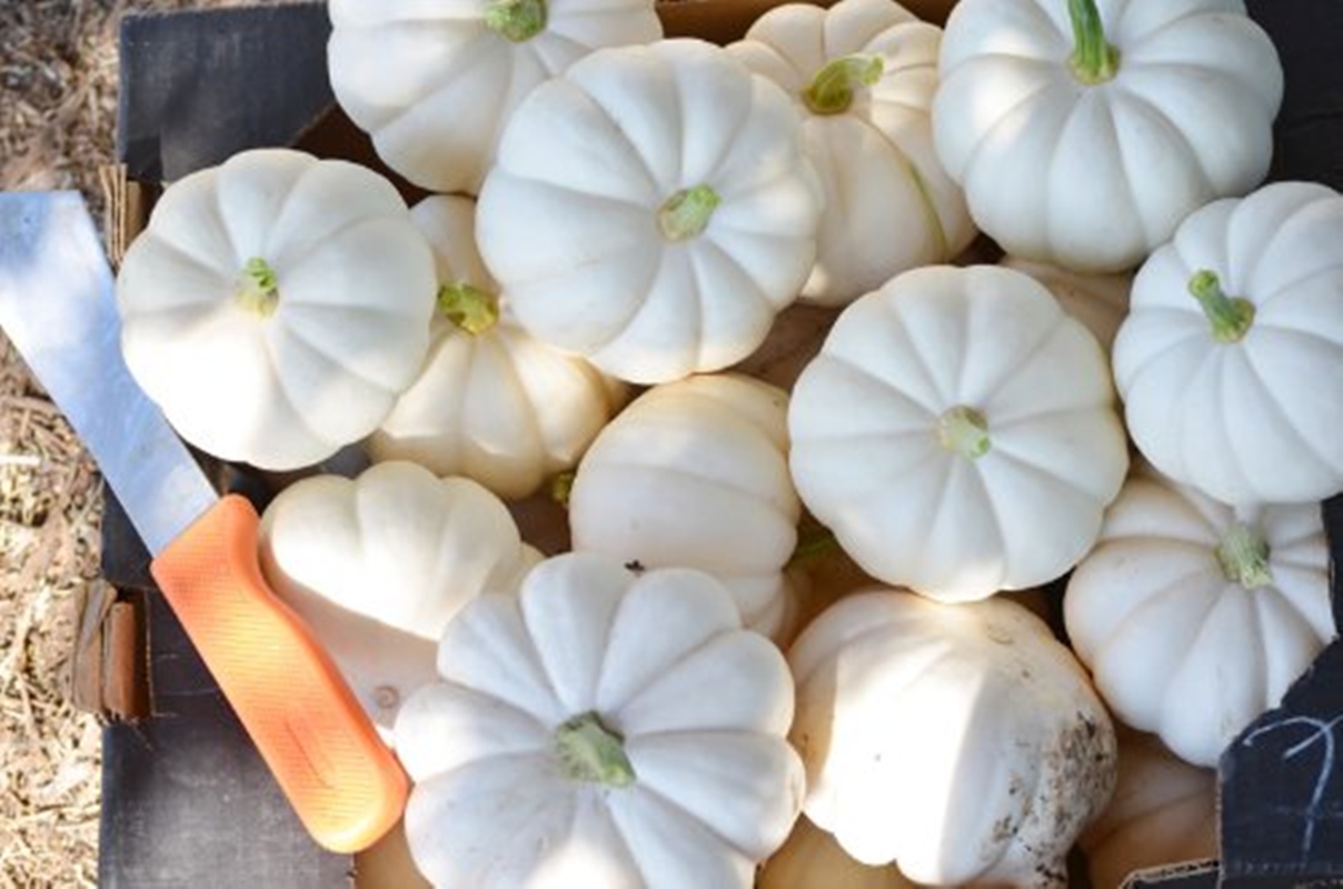 Hạt giống Bí mini mix tặng kèm kích mầm