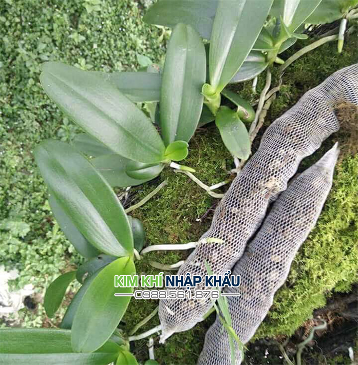 1 kg túi lưới đựng phân dê