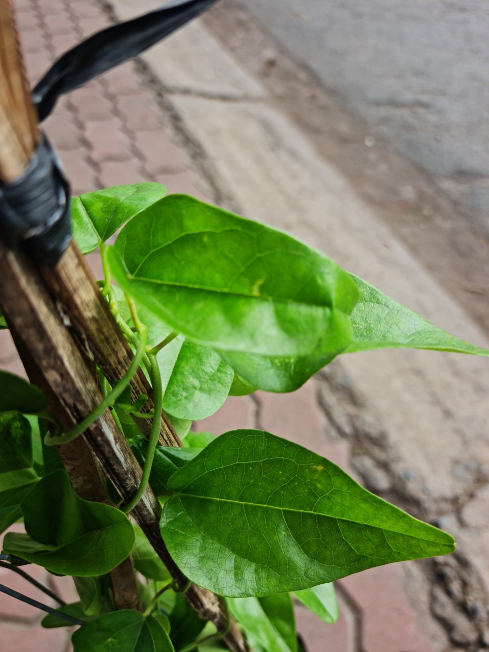 Cây giống sương sâm, cây sương sâm lá trơn vò lá ăn mát tốt cho sức khỏe Minh Hân Garden