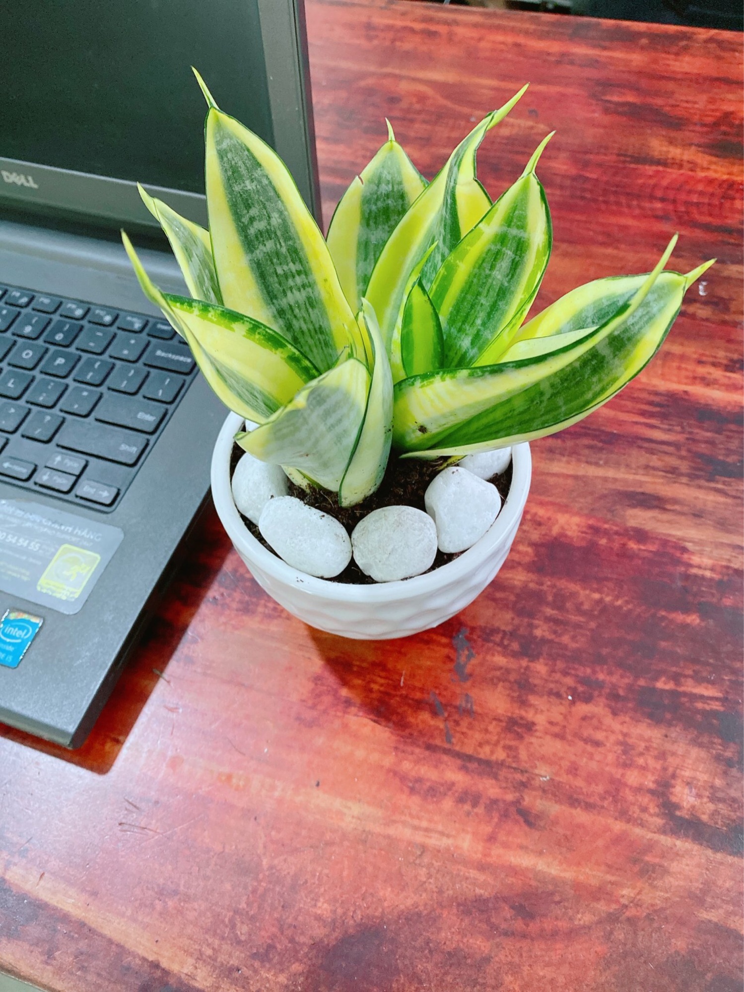 [HCM]Chậu Lưỡi Hổ Thái