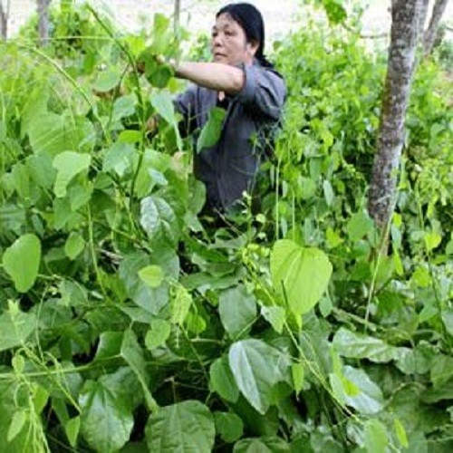 3 cây giống bò khai - 3545