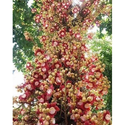 CÂY GIỐNG SA LA ( CÂY THA LA )