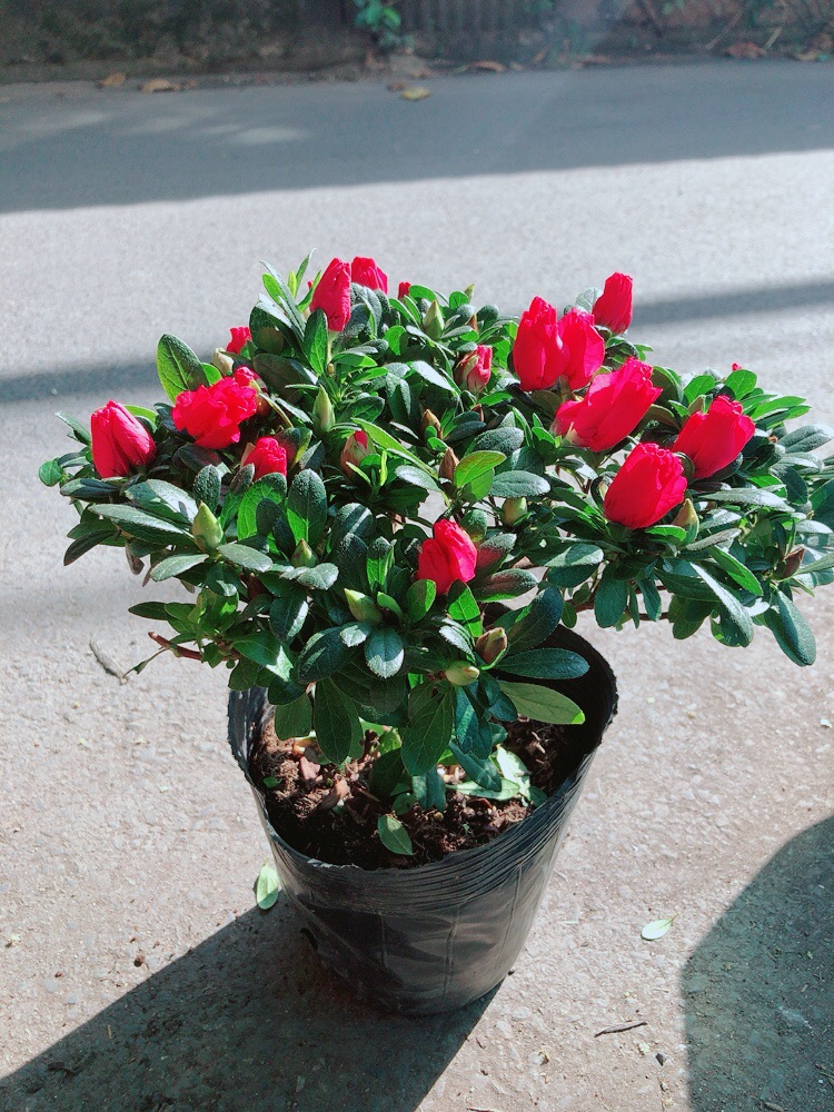 Cây Đỗ Quyên Cao 30cm Ngang 30cm