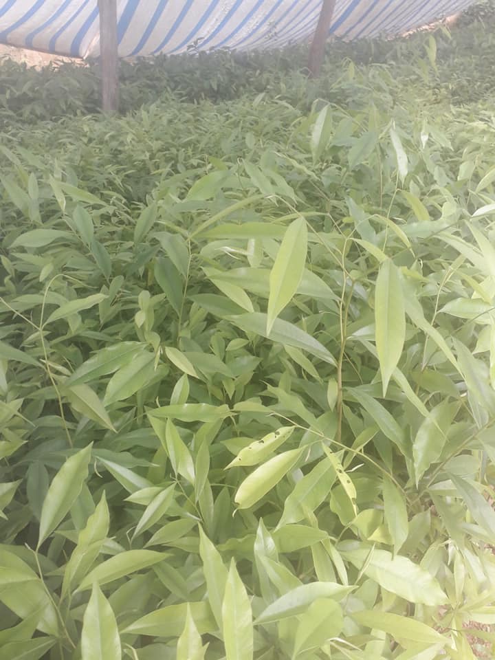 Cây Trầm Hương (dó bầu) (cây giống đối chứng )
