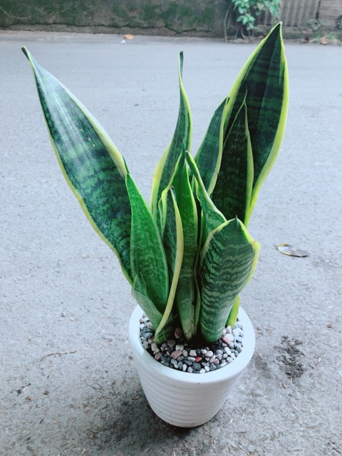 [HCM]Chậu Cây Lưỡi Hổ
