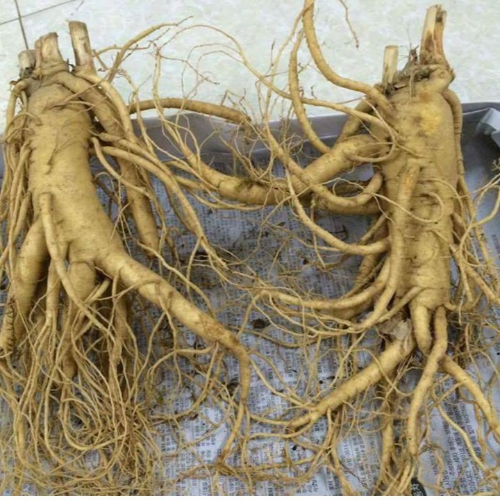 Hạt giống Nhân sâm Hàn quốc