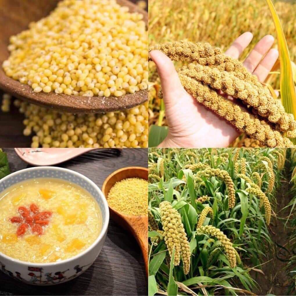 Hạt Kê vàng hữu cơ đã bóc vỏ 500Gr