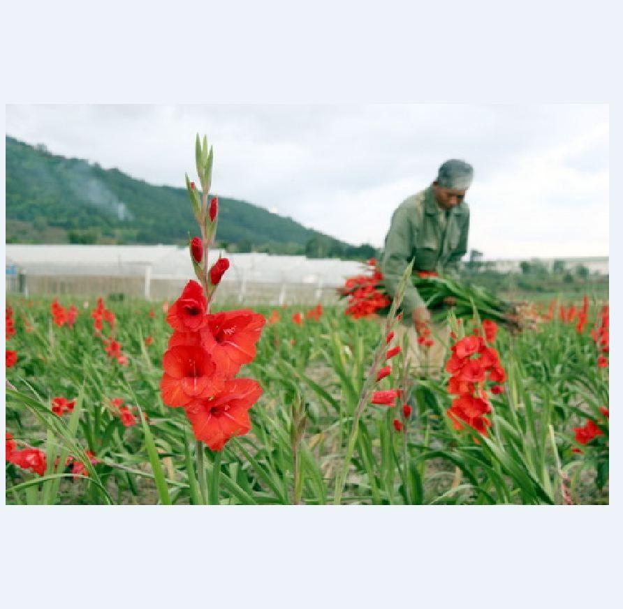 Bộ 10 củ giống hoa lay ơn hoa màu đỏ