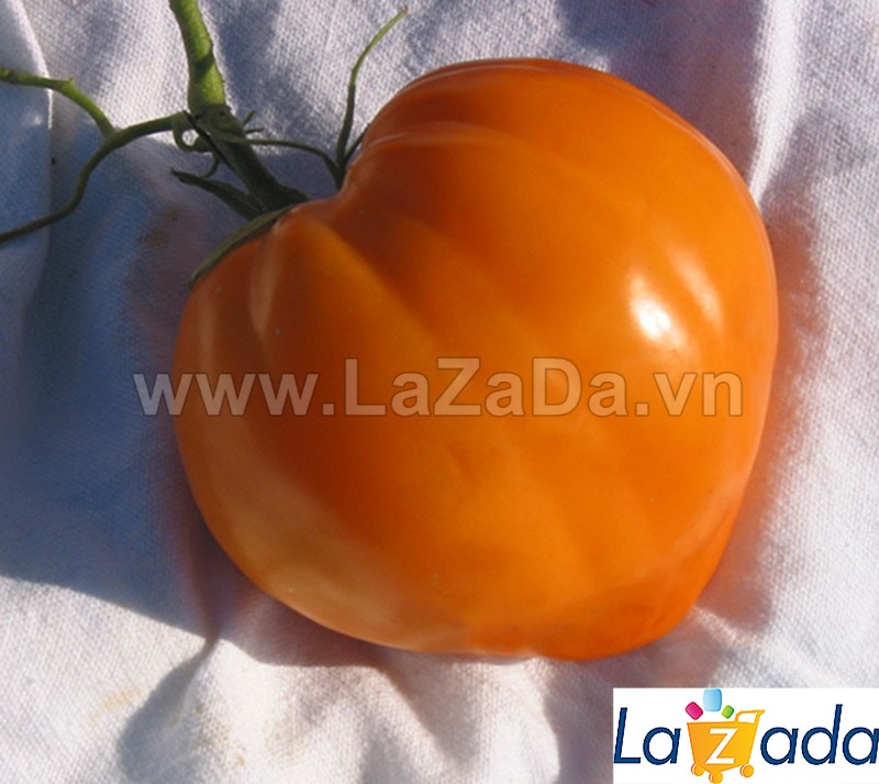 30h Hạt Giống Cà Chua Trái Tim Vàng (A3.102| C3*W45*M220)