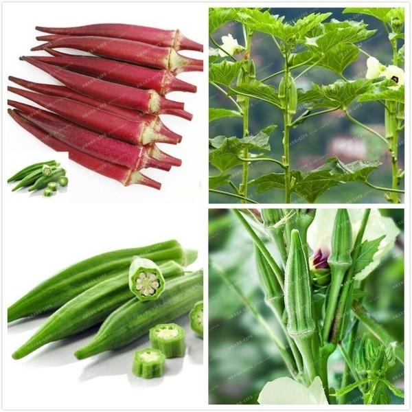 Okra seeds - High Quality Seeds