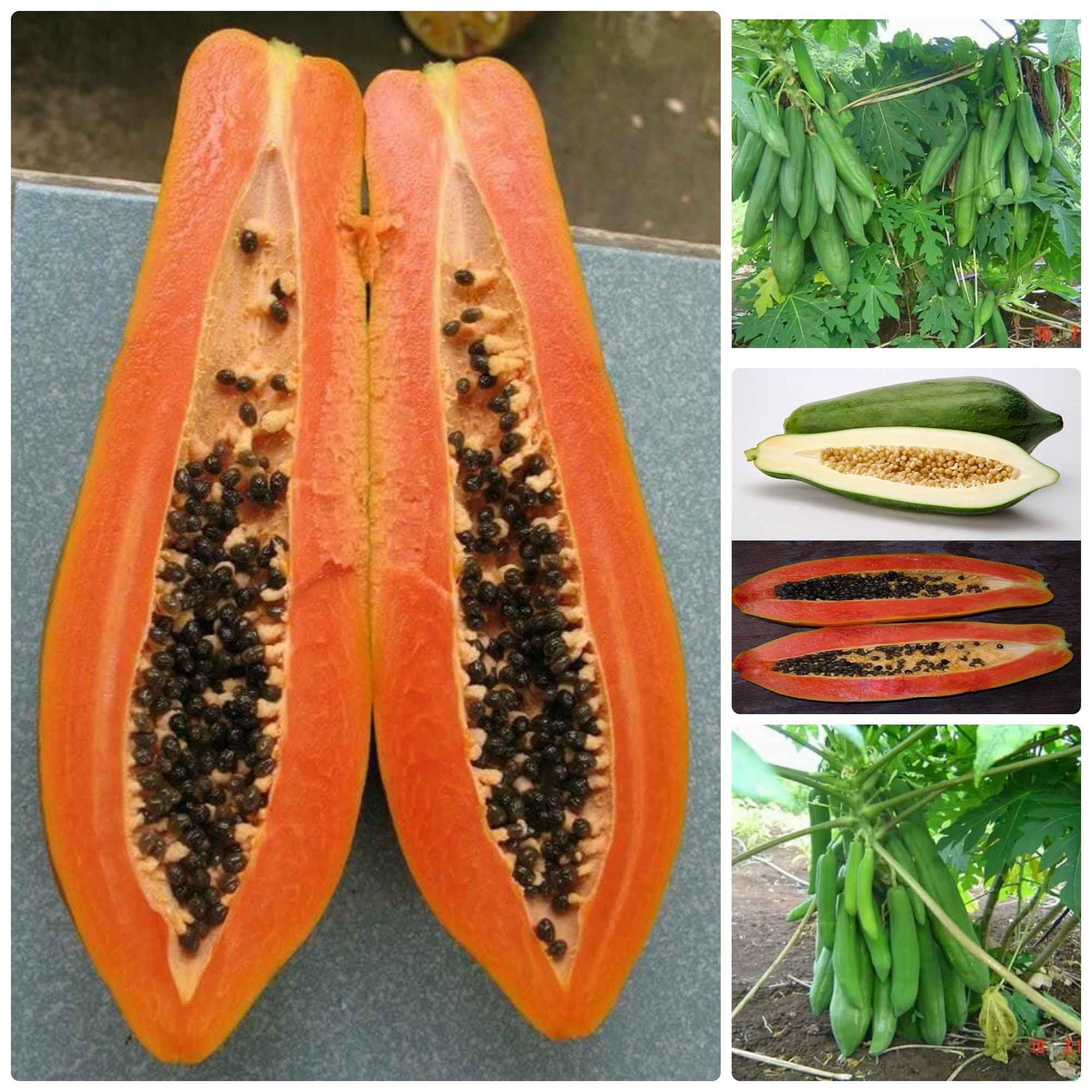 Hạt giống Đu đủ siêu dài Thái Lan gói 3gr