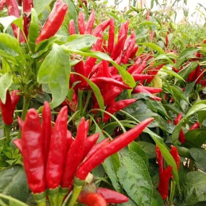 ỚT CHỈ THIÊN CHÙM (gói 1 gram)