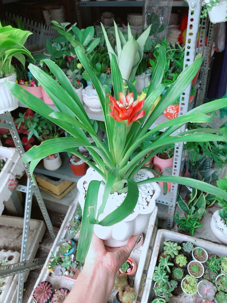 Chậu Phong Lộc Hoa Chậu Sứ