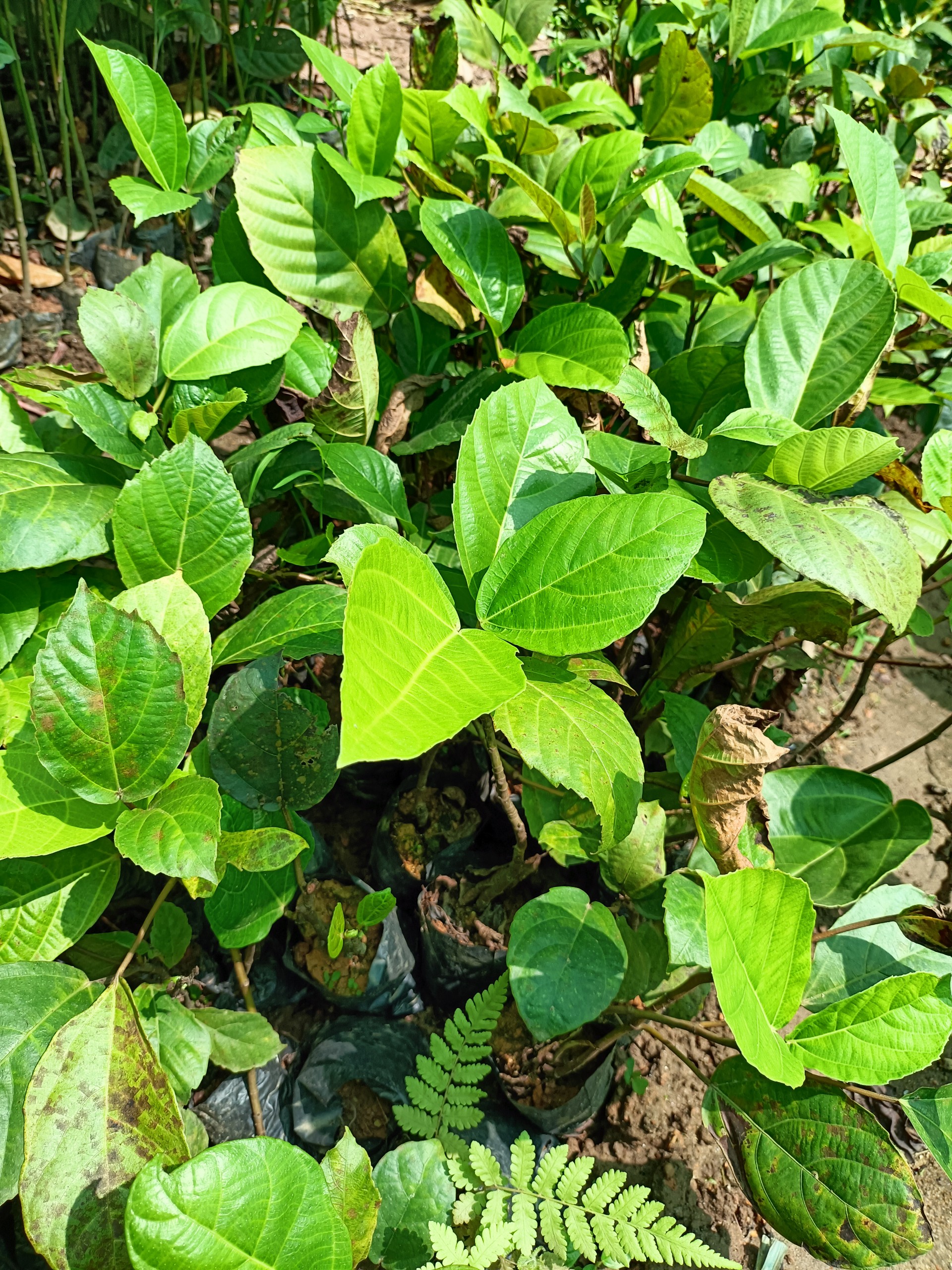 Cây giống vả mật