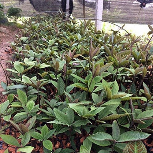 2 Cây giống khôi nhung tía - 809