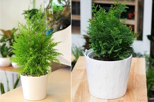 CHẬU CÂY TÙNG BỒNG LAI