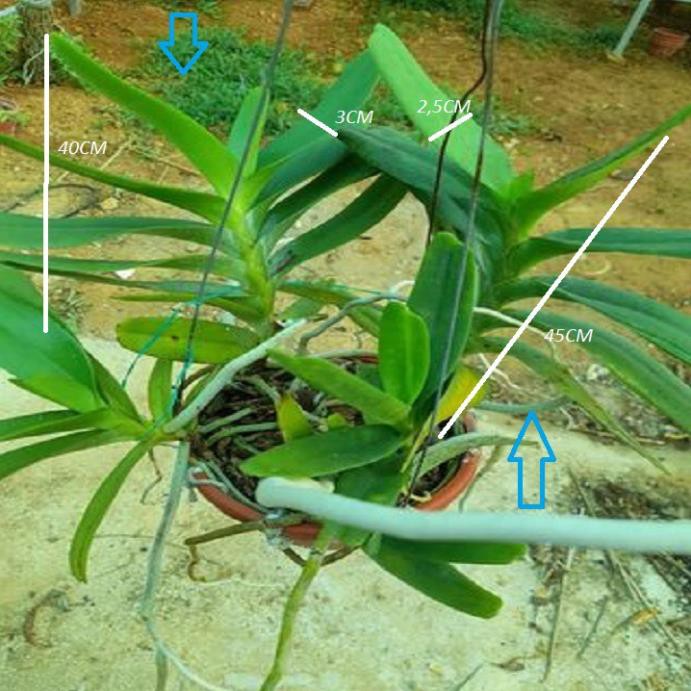 [FREESHIP - Xả Khô Máu] Hoa lan giáng hương hoàng nhạn tháng 8( cây to)