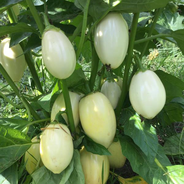 Hạt giống Cà Trứng Ngỗng giống sinh trưởng mạnh kháng bệnh tốt PSV87 | Phởms Market