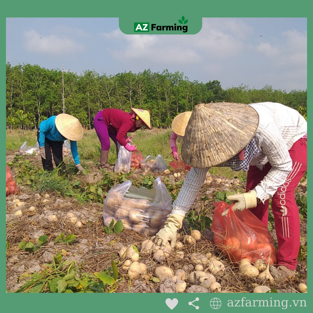 Hạt Giống Củ Sắn (Củ Đậu) - Gói 50 Hạt - AZ Farming