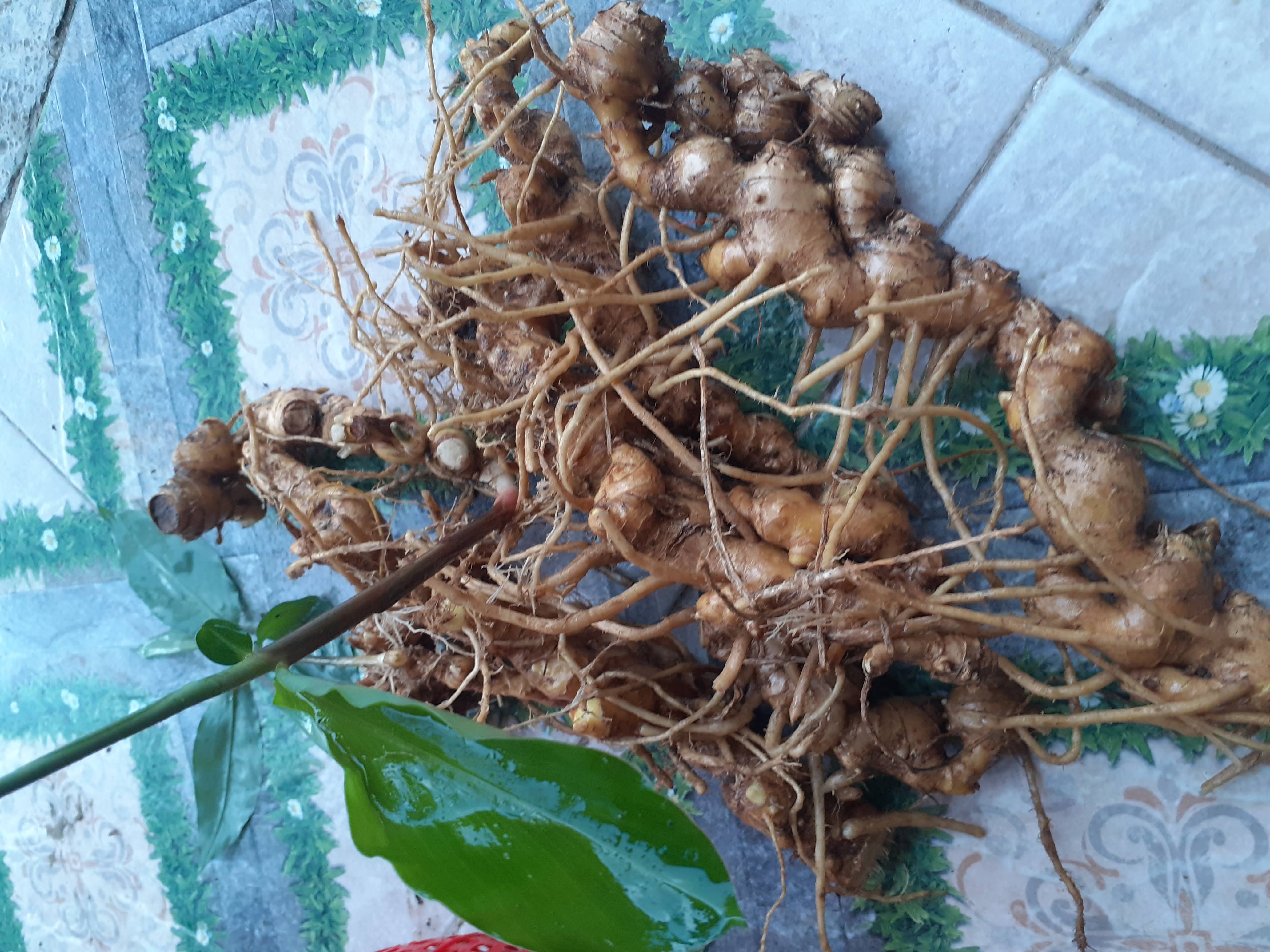 Củ gừng gió 1kg.