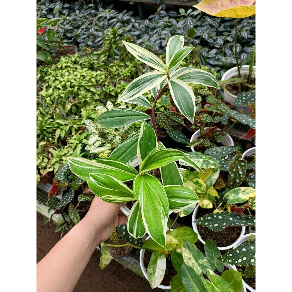 Cây Cát lồi đột biến/ Môn chong chóng Var
