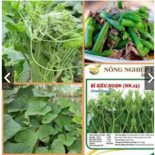 Hạt Giống Bí Siêu Ngọn Thân Mập Gói 20 Gram