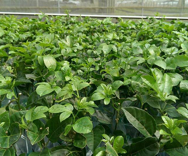 Cây giống Chanh dây leo Tim Đài Loan ( Giống nhập khẩu ).