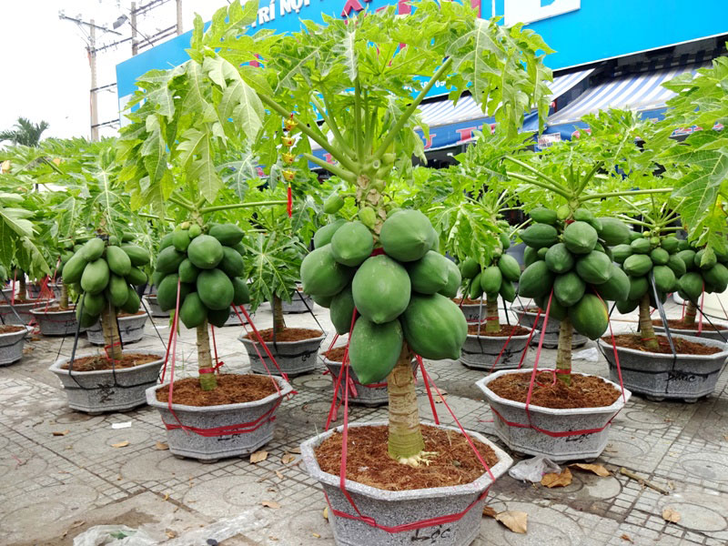 50 HẠT GIỐNG ĐU ĐỦ LÙN SIÊU NGỌT THÁI LAN