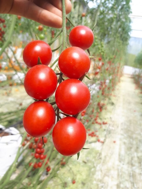 Hạt Giống Cà Chua Chịu Nhiệt Sugar Cherry