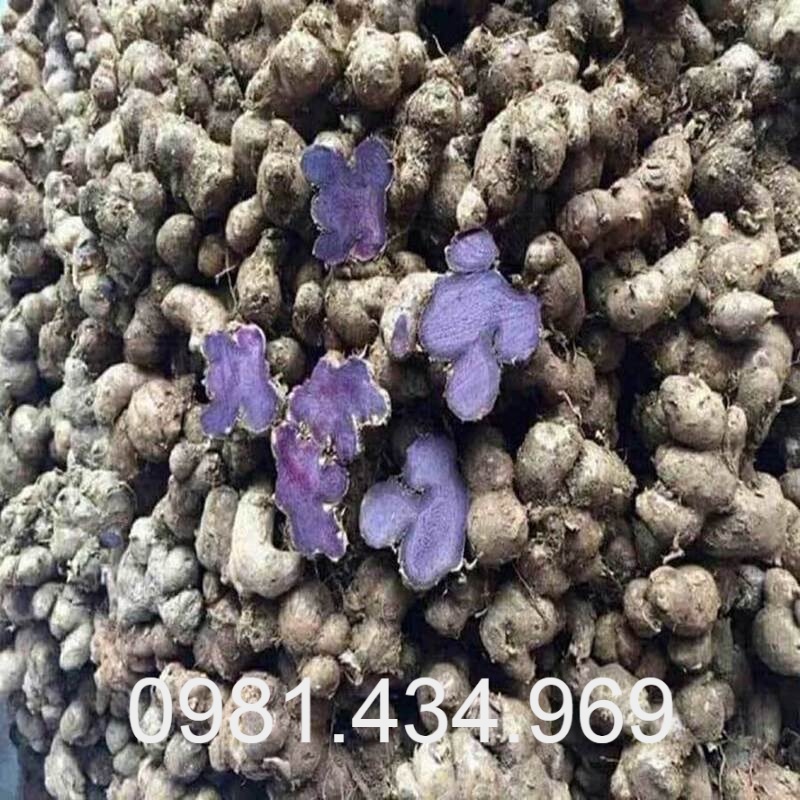 Gừng Đen (ngải đen) Tươi 01KG (Black Ginger) Sạch