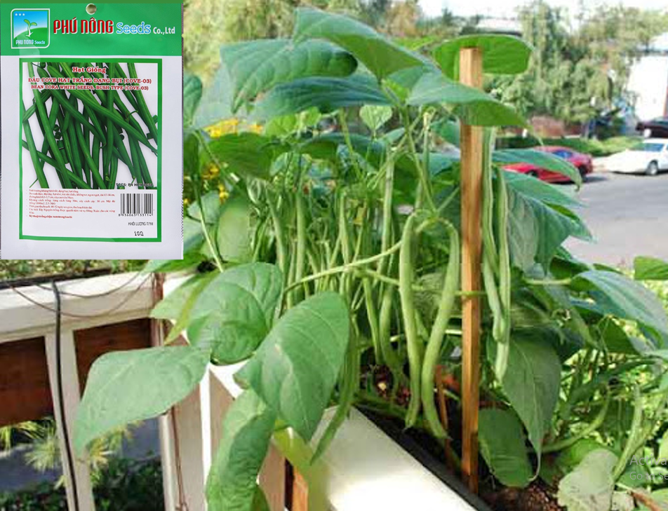 Gói 10Gr - Hạt Giống Đậu Cove Bụi Lùn Phú Nông (Đậu que) - Dễ trồng, tỉ lệ nảy mầm cao, sinh trưởng mạnh, kháng bệnh tốt VTNN Nông Điền Trang