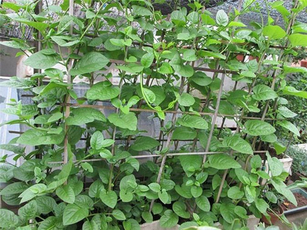 20 gram Hạt giống rau mồng tơi