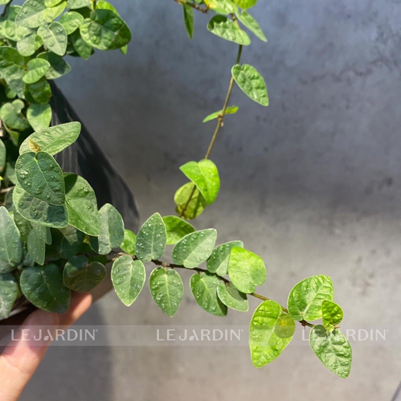 Thằn Lằn Xanh - Thằn Lằn Cẩm Thạch - Dây leo mini