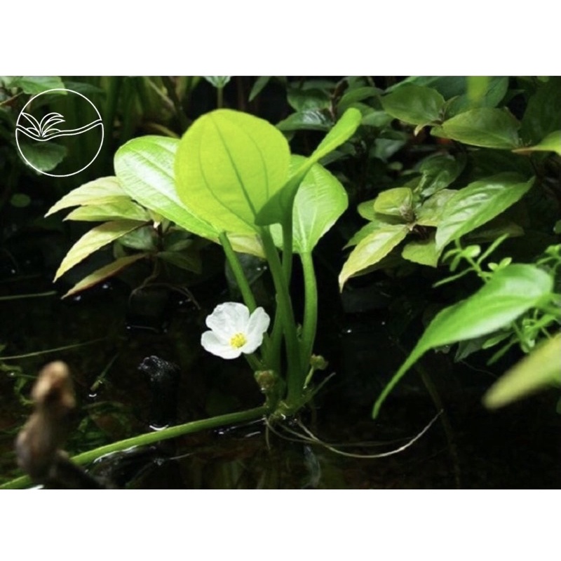 Echinodorus - Cây Lan Nước Mini (Có Rễ) - Cây Thuỷ Sinh