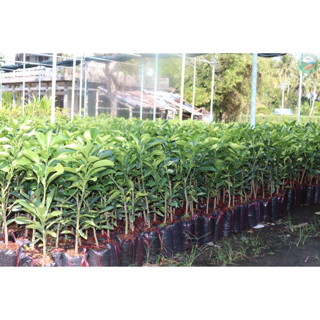 Cây Bưởi Ruby Thái giống chuẩn siêu sớm