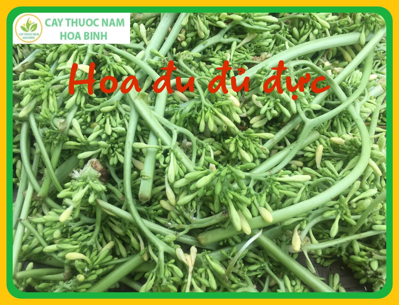 100g hoa đu đủ đực khô (đã sao vàng hạ thổ)