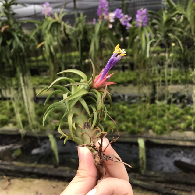 Cây Không Khí Tillandsia Vanhyningii
