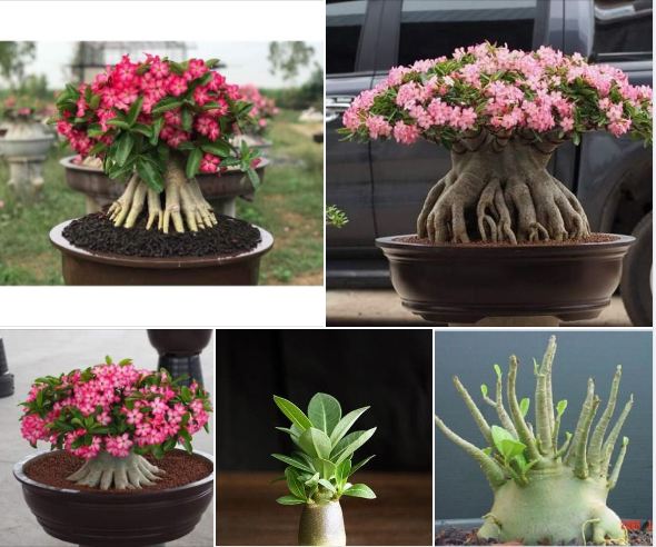 Hạt giống hoa sứ kim tự tháp - gói 5 hạt