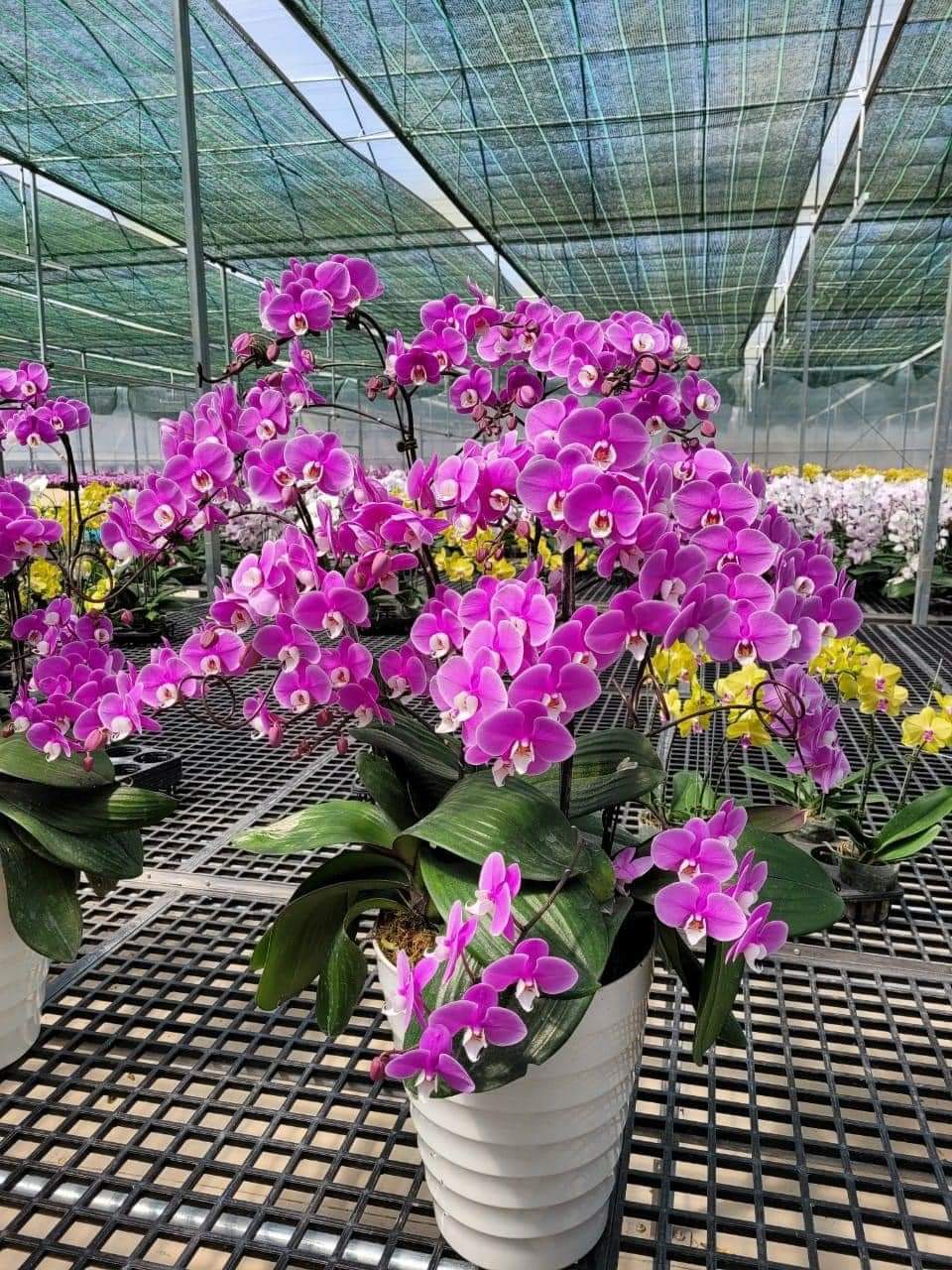 Hoa lan hồ điệp băng băng
