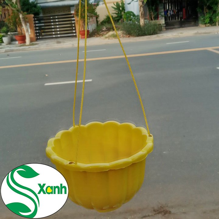5 Chậu Treo Bí Lớn