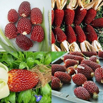 Hạt giống Bắp (Ngô) đủ loại (Nữ Hoàng Đỏ, Nếp Nù, Tím, Bắp Ngọt...)