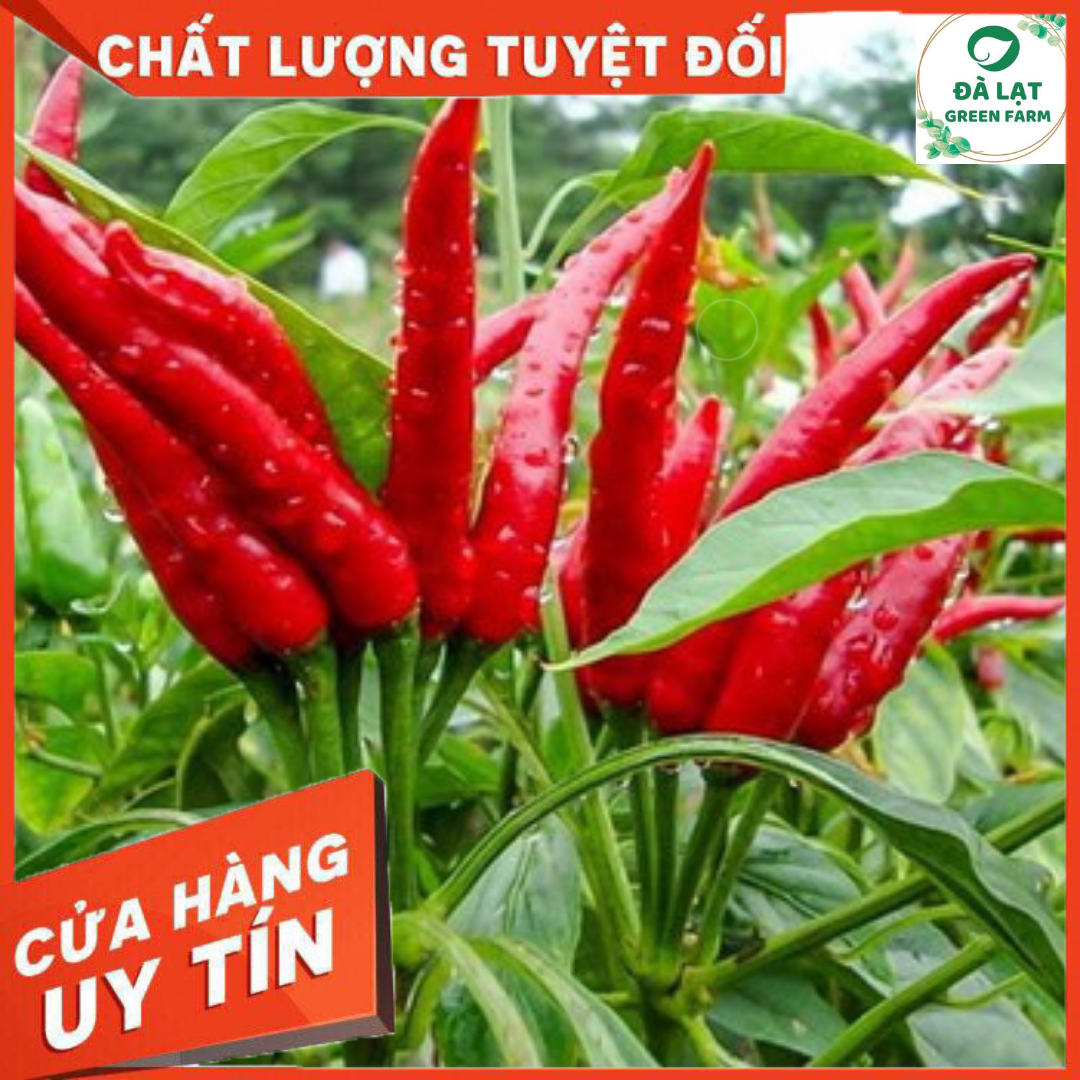 30H_HẠT GIỐNG ỚT HIỂM (SIÊU TRÁI)