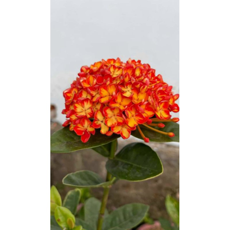 cây mẫu đơn thái phụng hoàng cam