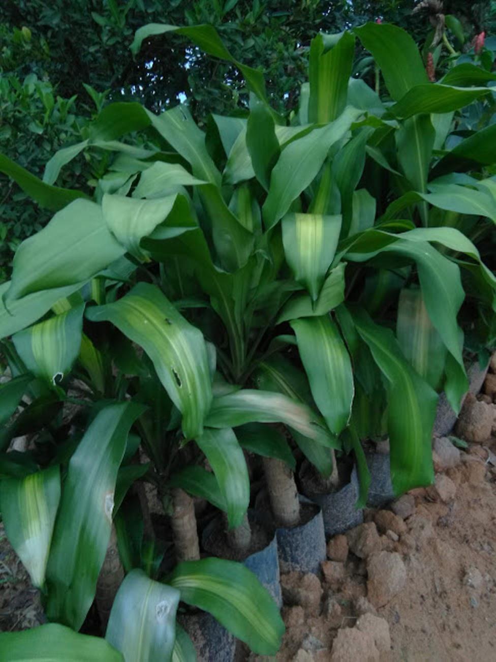 Thiết mộc lan - phát tài khúc