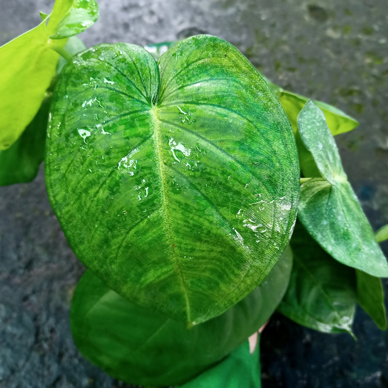 Cây trầu bà lá tim