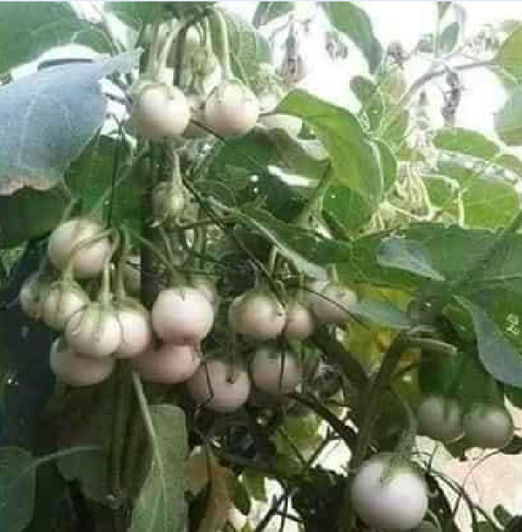 Hạt Giống Cà Pháo Trắng Cao Sản - 2gram(400 hạt)